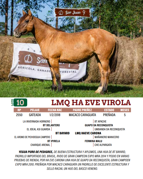 Lote LOTE 10