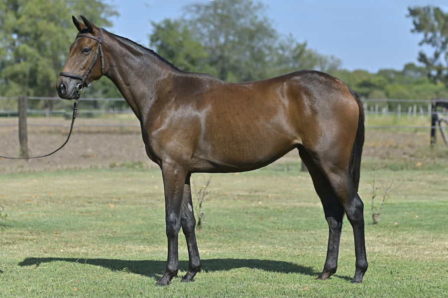 Lote DAMA PURA (H) - LUCULLAN x PURE DAME