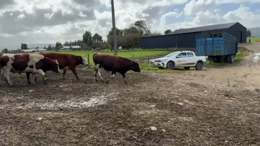 Lote 50 Novillo Engorda en Los Muermos, X Región Los Lagos