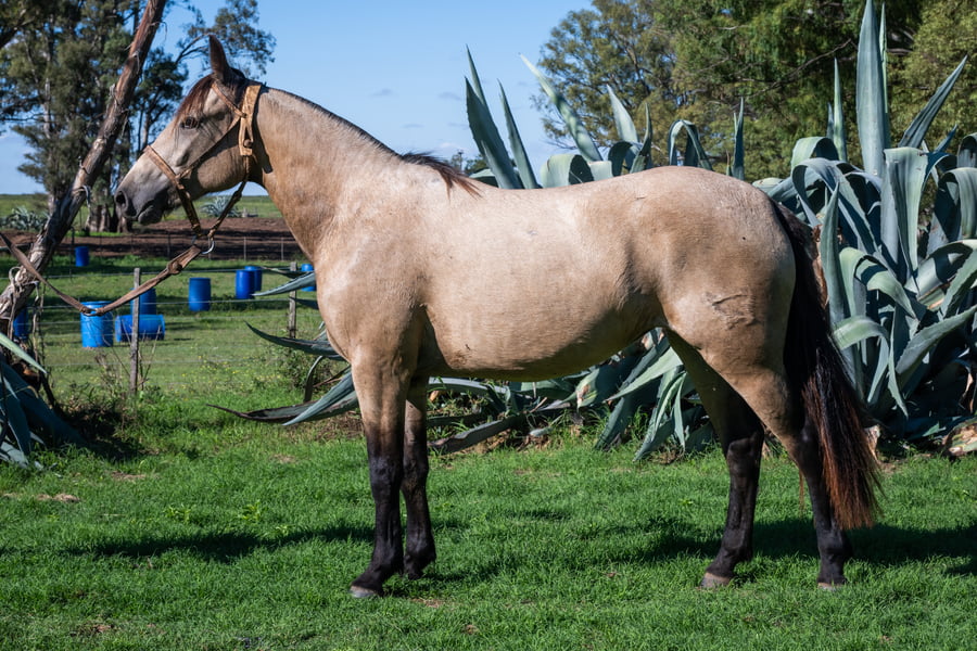 Lote FORTIN FRONTERA PAÑOLETA