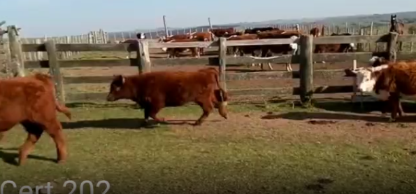 Lote 73 Terneros y Terneras en Treinta y Tres