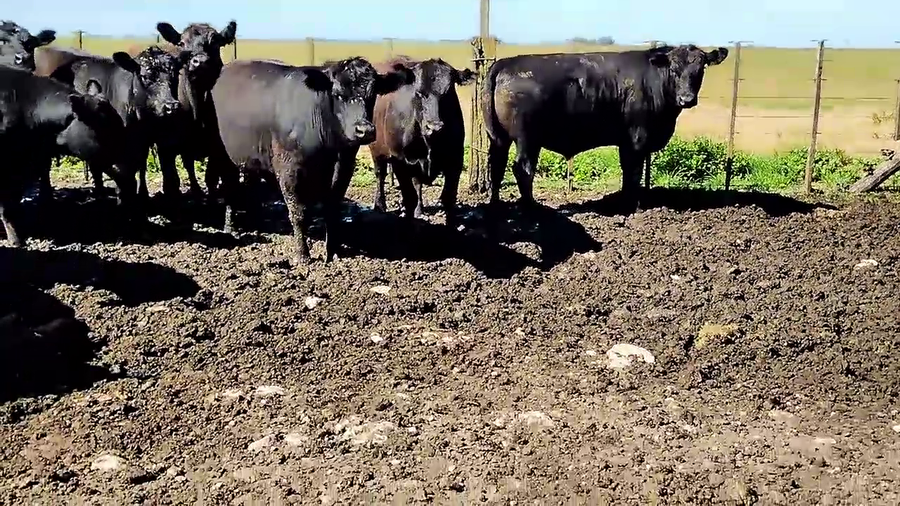 Lote 17 Novillitos en Olavarría