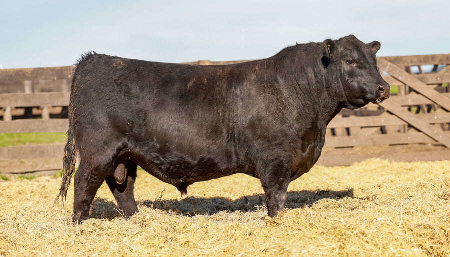 Lote Toro PC