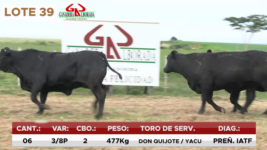 Lote LOTE 39