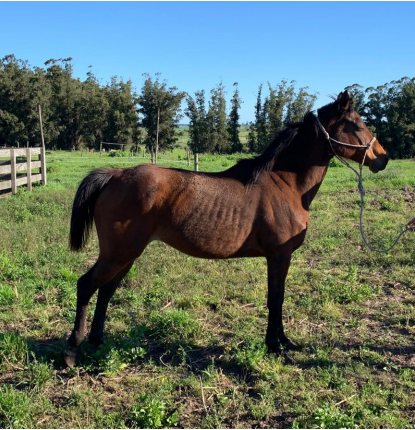 Lote MIRASOL AHUMADA