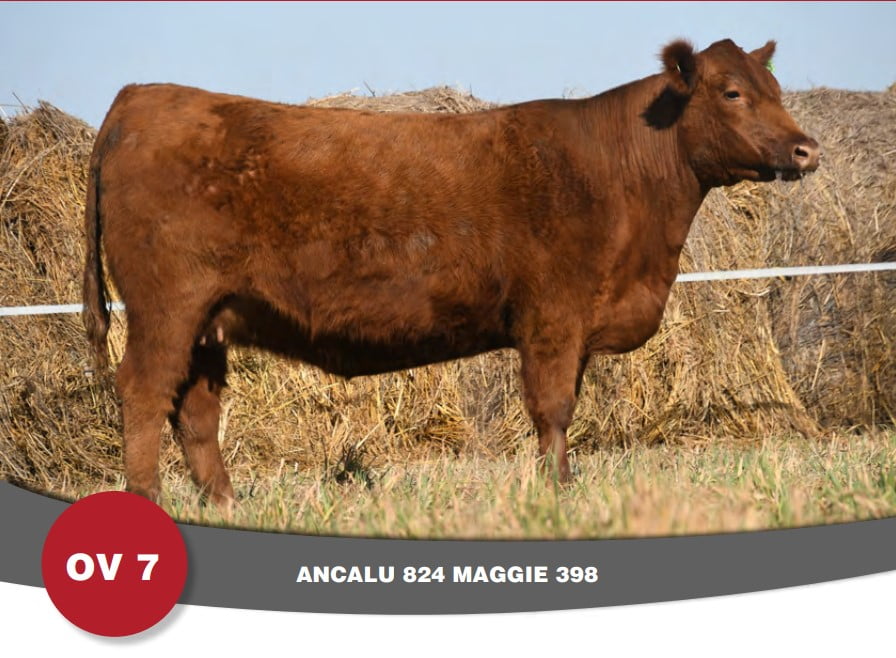 Lote Vaquillona PP