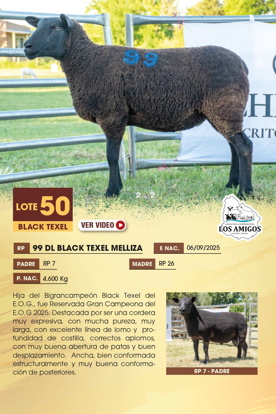 Lote 50 - BLACK TEXEL