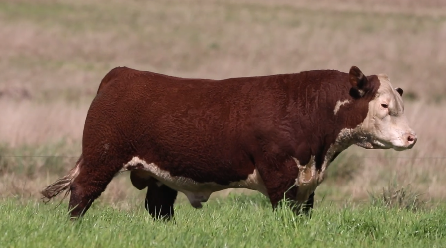 Lote Santa Maria de Arapey