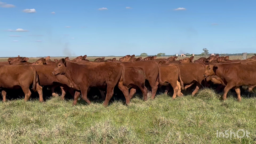 Lote 64 Terneros en Corrientes, Chavarría
