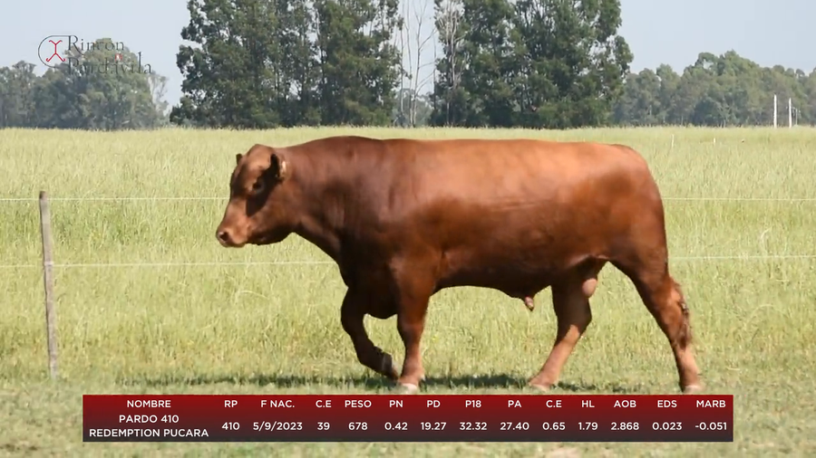 Lote PARDO 410 REDEMPTION PUCARA