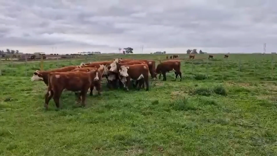 Lote TERNERAS PURAS REGISTRADAS - LA MARGARITA