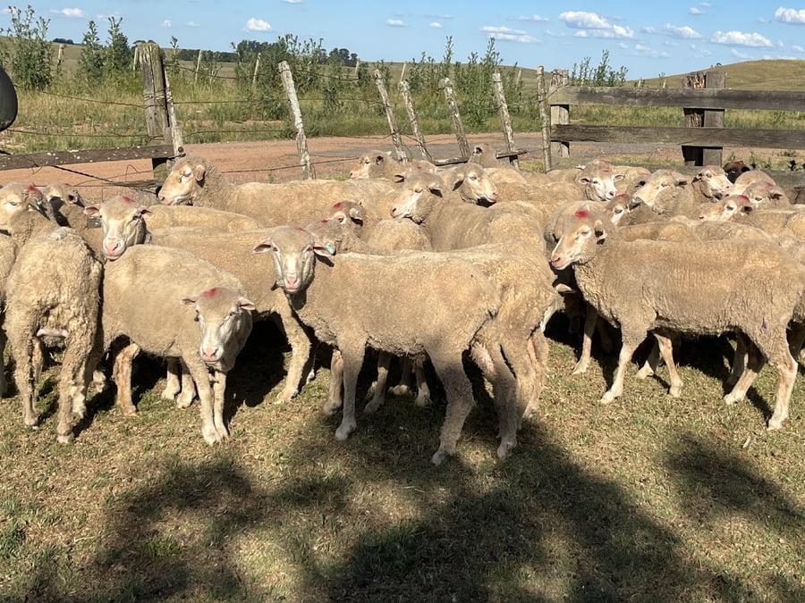 Lote Ovejas