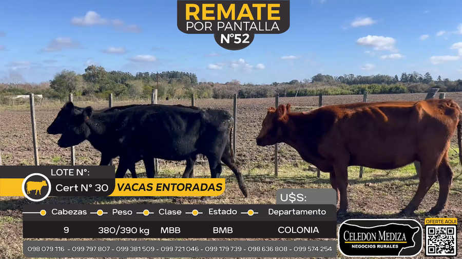 Lote 9 Vacas Entoradas en Carmelo, Colonia