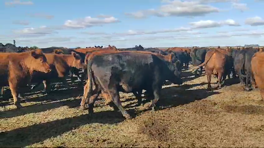 Lote 33 Vacas CUT preñadas en Chascomús, Buenos Aires