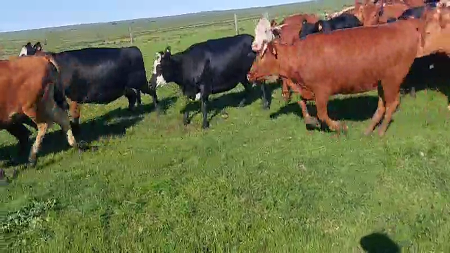 Lote 68 Vaquillonas Vacas Preñadas en Artigas, Ricardiño