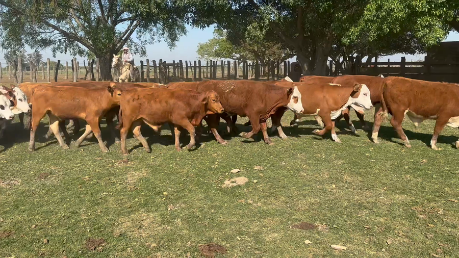 Lote 100 Terneros en Corrientes, San Roque