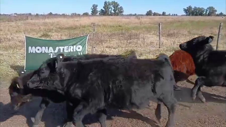 Lote 65 Terneras en Lincoln