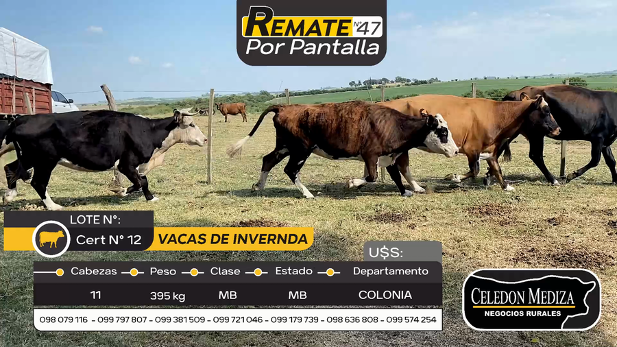 Lote 11 Vacas de Invernada en Colonia