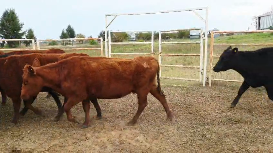 Lote 28 Vacas nuevas preñadas