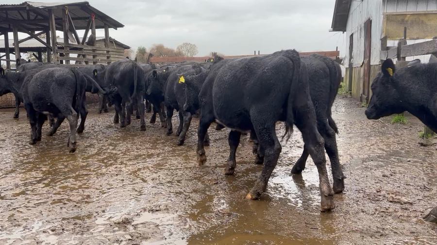Lote 56 Novillo Engorda en Osorno, X Región Los Lagos