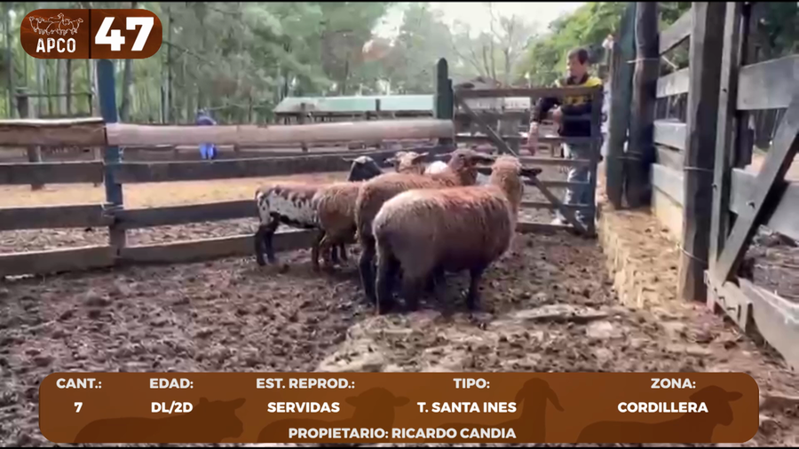 Lote LOTE 47 -POR PANTALLA
