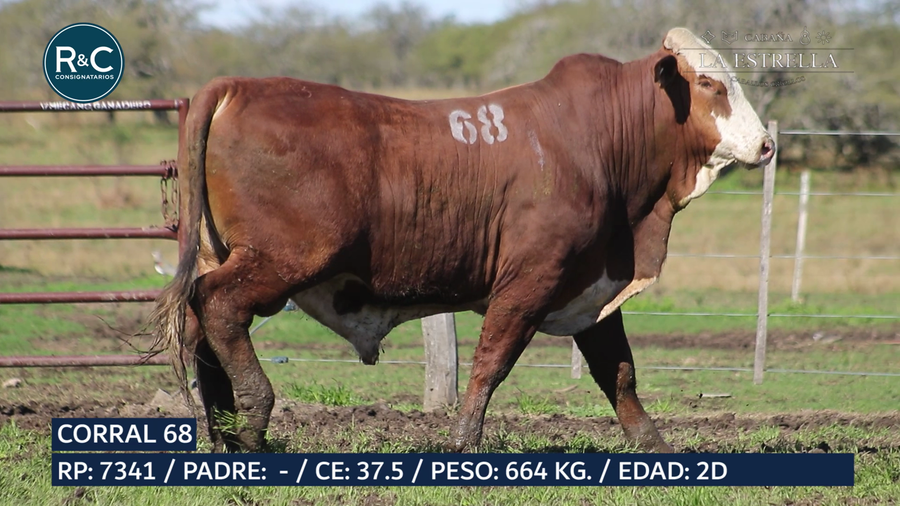 Lote Toro Braford