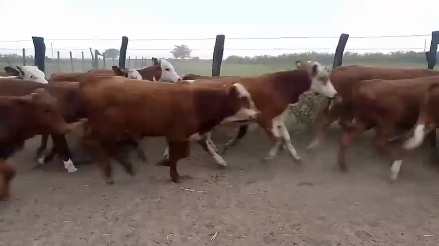 Lote 100 Terneros/as