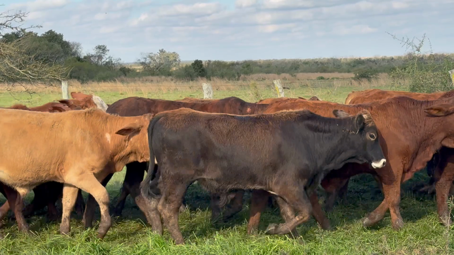 Lote 105 Terneros en Corrientes, Mercedes