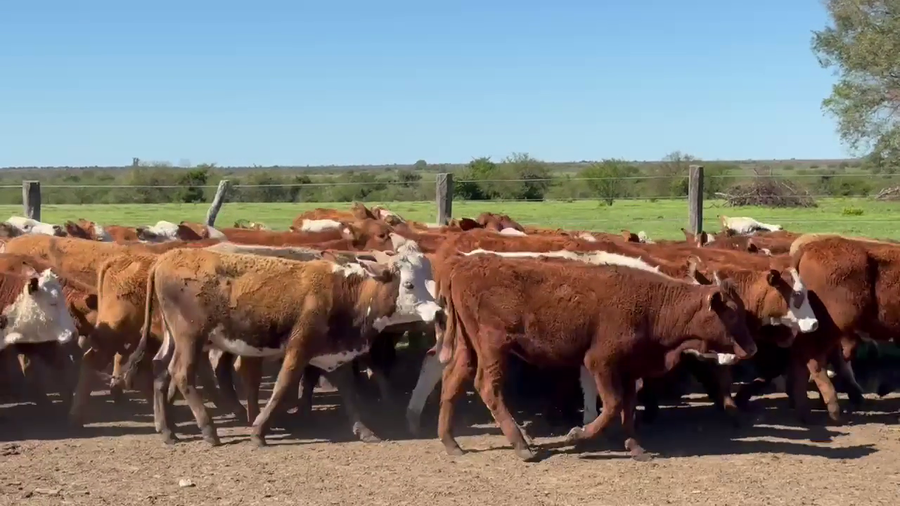 Lote 110 Terneros/as en Corrientes, Mariano I. Loza