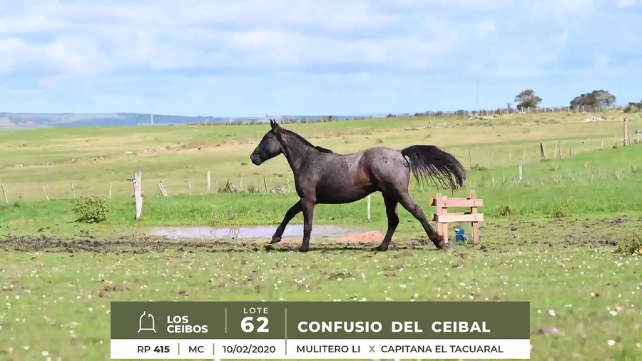 Lote CONFUSIO DEL CEIBAL