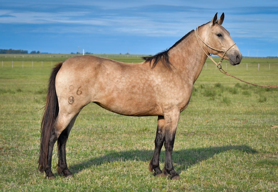 Lote La Baya D Ramon