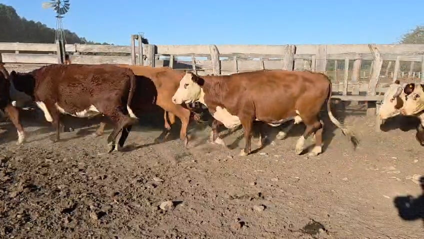 Lote 36 Vacas de invernar