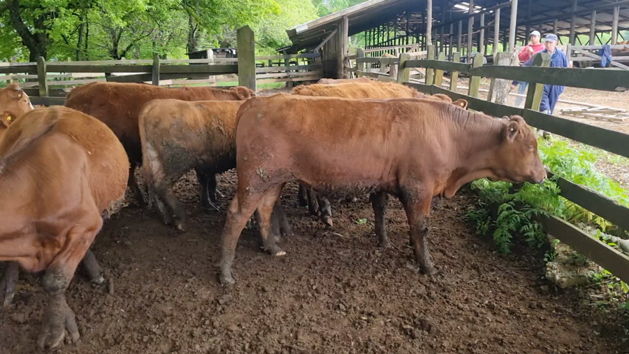 Lote 30 Novillo Engorda en Gorbea, IX Región Araucanía