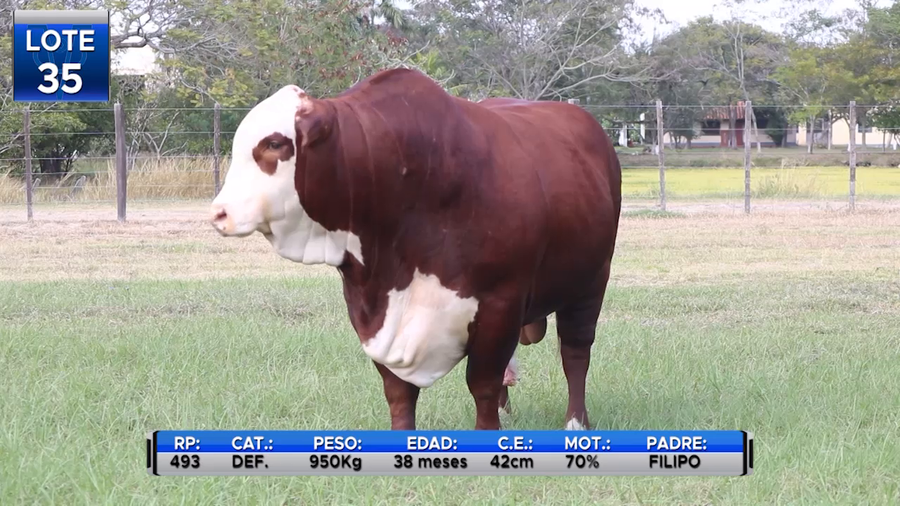Lote TORO BOZAL BRAFORD  -LOTE 35