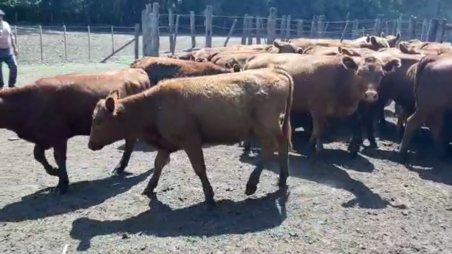 Lote 60 Vaquillonas en Bolívar, Buenos Aires