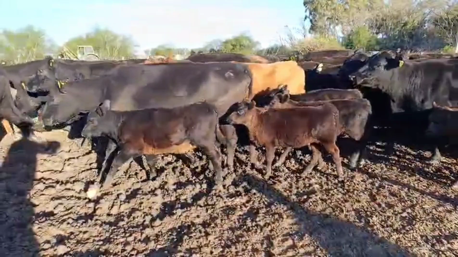 Lote 58 VACAS AL CTE USADAS