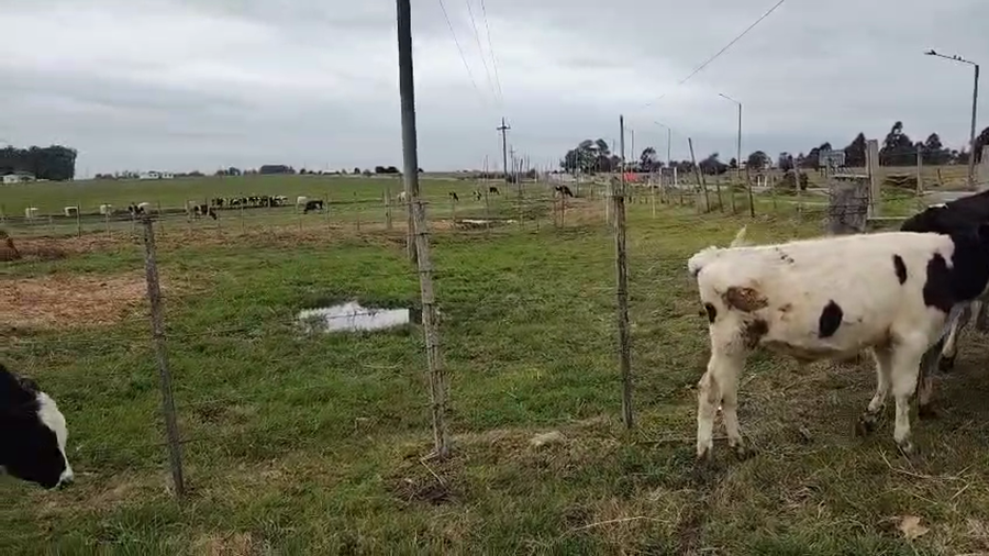 Lote 14 Terneros a remate en Pantalla Aniversario - Escritorio Camy, San José