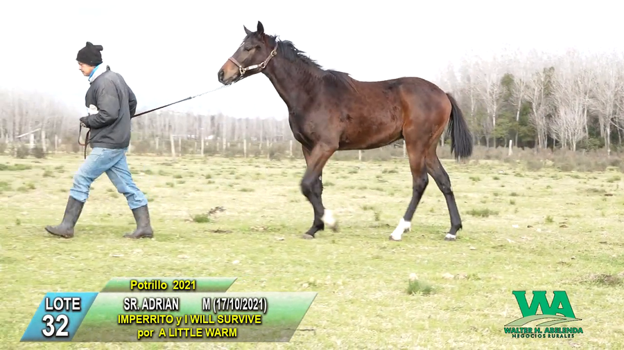 Lote SR. ADRIAN