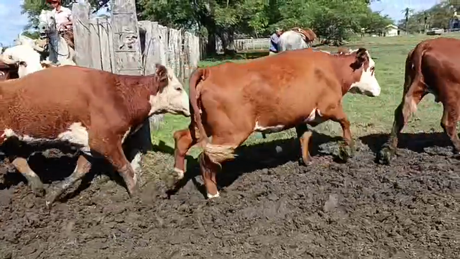 Lote 65 Vacas nuevas C/ gtia de preñez