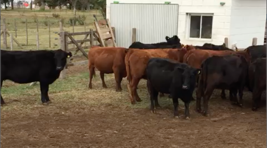 Lote 70 Vacas nuevas C/ gtia de preñez en Gral. Villegas, Buenos Aires