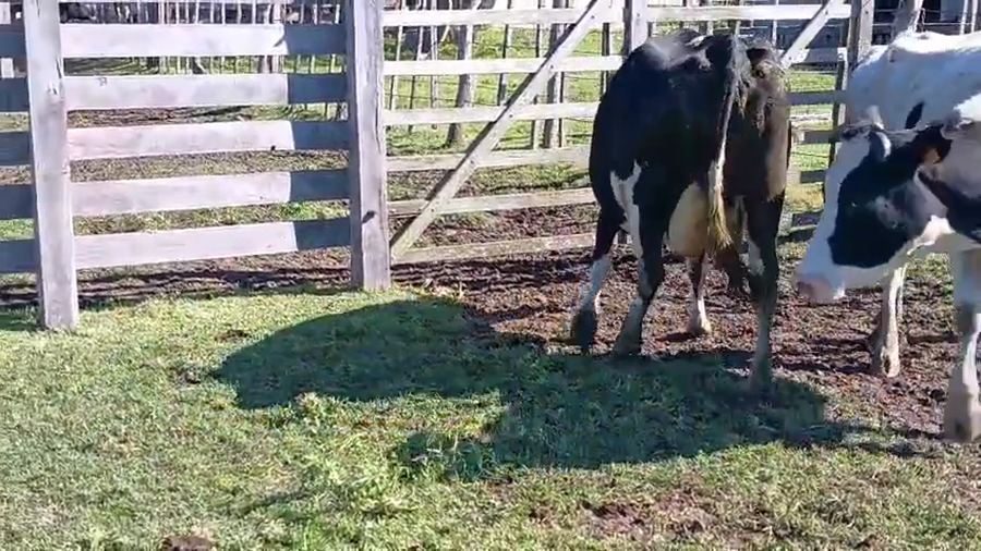 Lote 2 Vaca a remate en Pantalla Camy 500kg - , San José