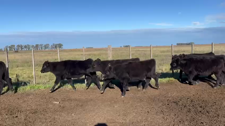 Lote 19 Terneros en Urdampilleta