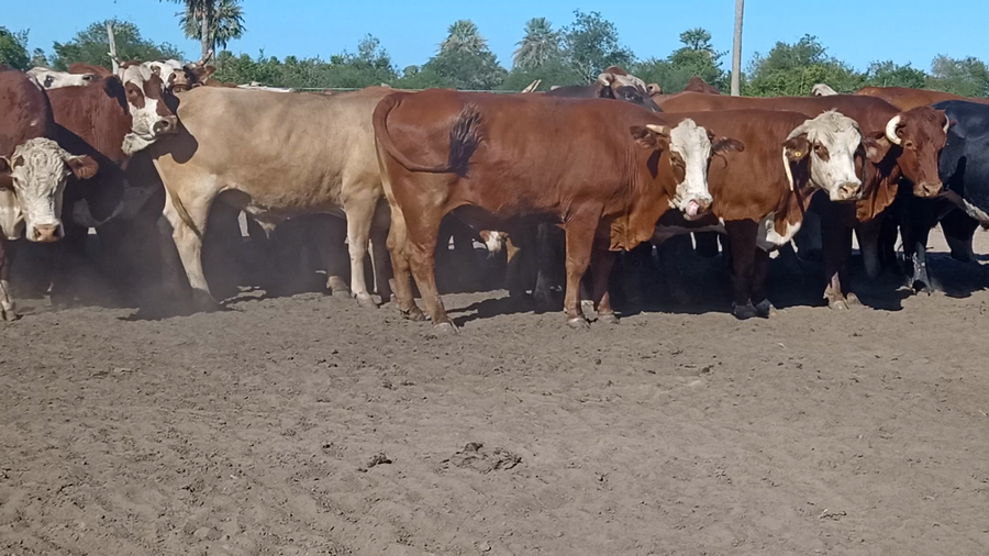Lote 36 Novillo Consumo
