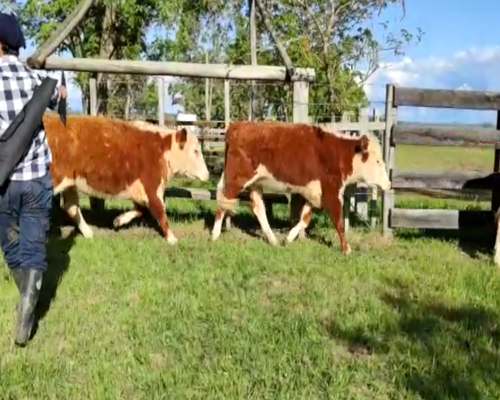 Lote 11 Vientres Preñados