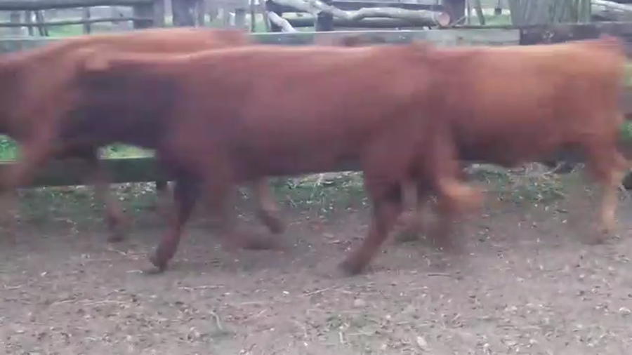 Lote (Vendido)15 Terneras AA a remate en PANTALLA GARLAND 195kg -  en COLONIA SUIZA