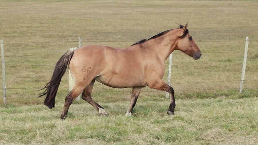 Lote TERRON Violeta 6