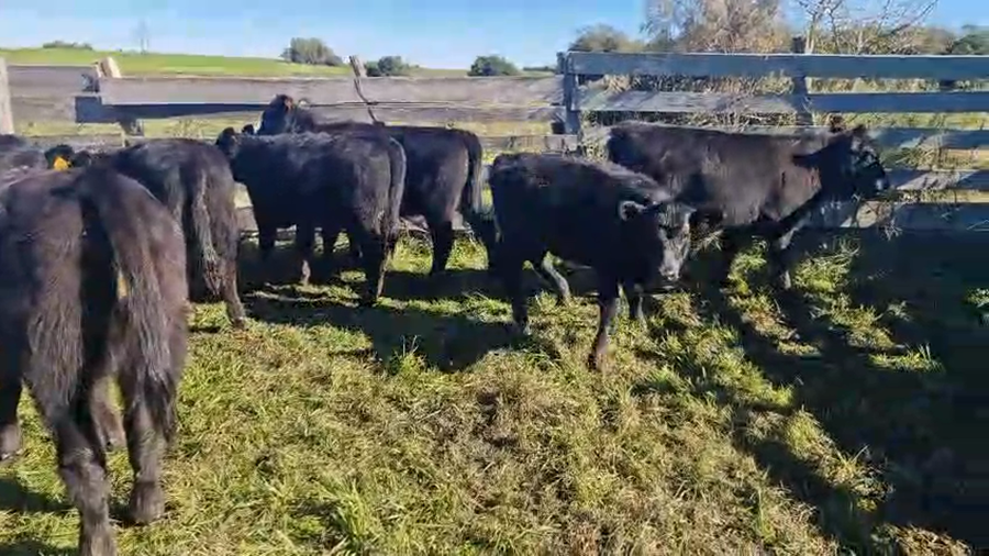 Lote 11 Terneras Angus a remate en Pantalla Camy en Pavon