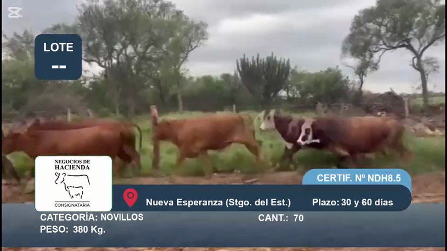 Lote 70 Novillos en Santiago del Estero, Nueva Esperanza