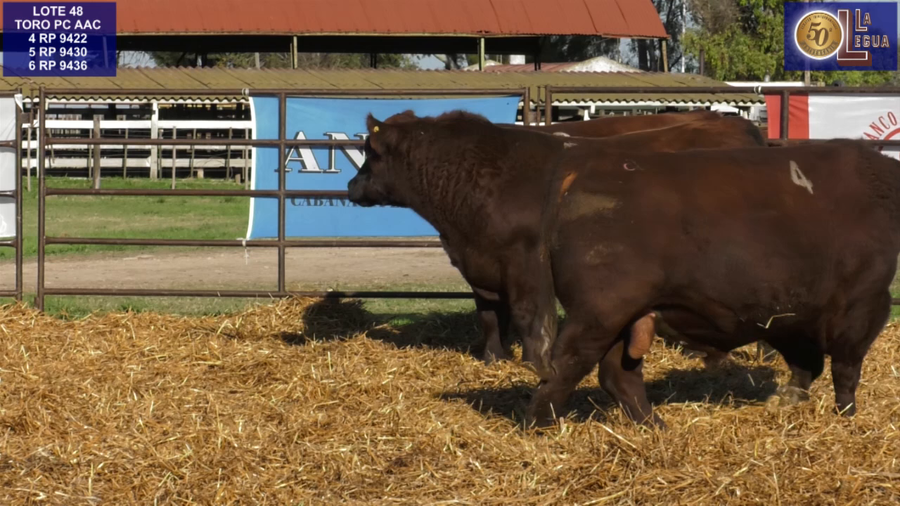 Lote TOROS ANGUS COLORADOS PC