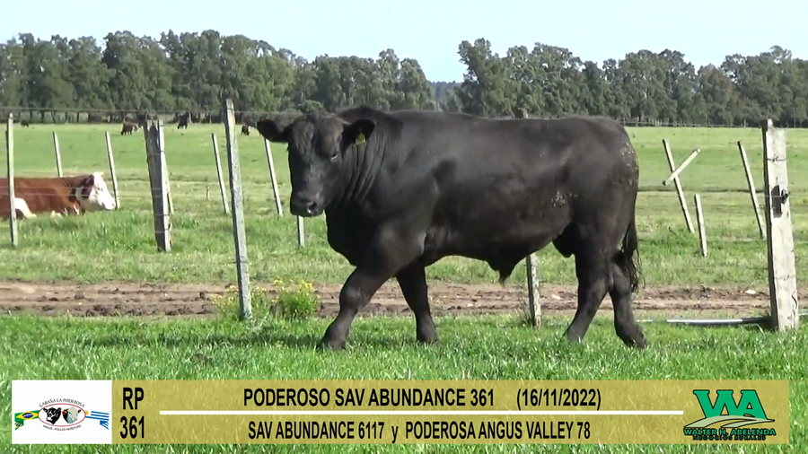 Lote Toros PI / PO / PC Angus a remate en Cabaña La Poderosa, Florida